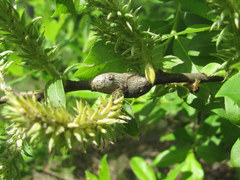 Insecta