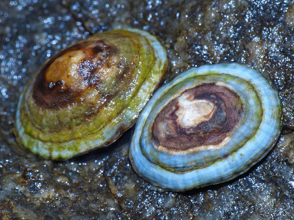 Siphonarimorpha