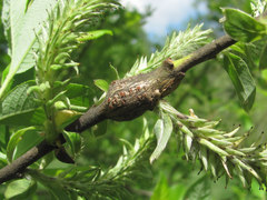 Insecta