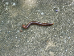 Thyropygus allevatus