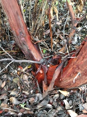 Arctostaphylos virgata