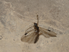 Plumariidae