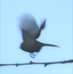 Psaltriparus minimus