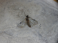 Plumariidae