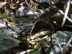 Aspidoscelis guttatus