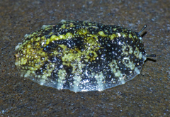 Onchidella nigricans