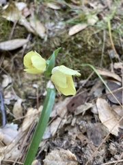 Calochortus monophyllus