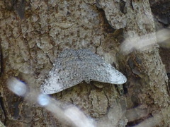 Hamadryas glauconome