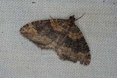 Epyaxa subidaria