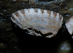 Notoacmea corrodenda