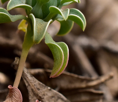 Chaetanthera glabrata