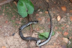 Afronatrix anoscopus