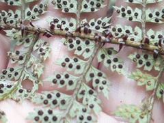 Polystichum silvaticum