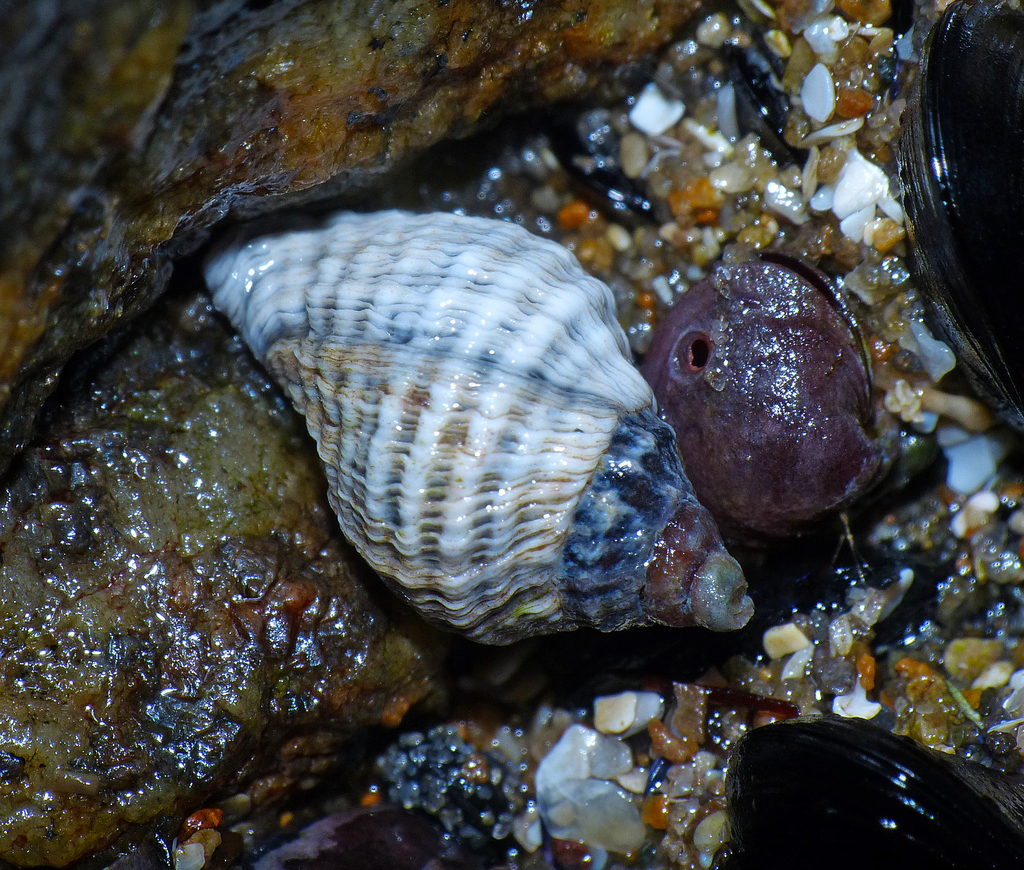 Haustrinae