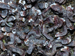 Galeolaria caespitosa