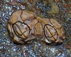 Chthamalus antennatus