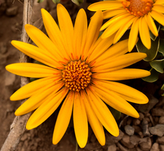 Chaetanthera glabrata