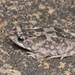 Günther's Toad - Photo (c) Girish Gowda, some rights reserved (CC BY-NC), uploaded by Girish Gowda