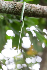 Hapsidophrys smaragdinus