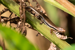Trachylepis affinis