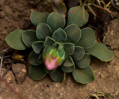 Chaetanthera glabrata