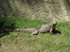 Cyclura nubila