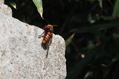 Vespa mandarinia japonica