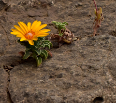 Chaetanthera glabrata