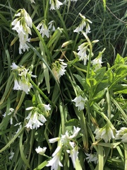 Allium triquetrum