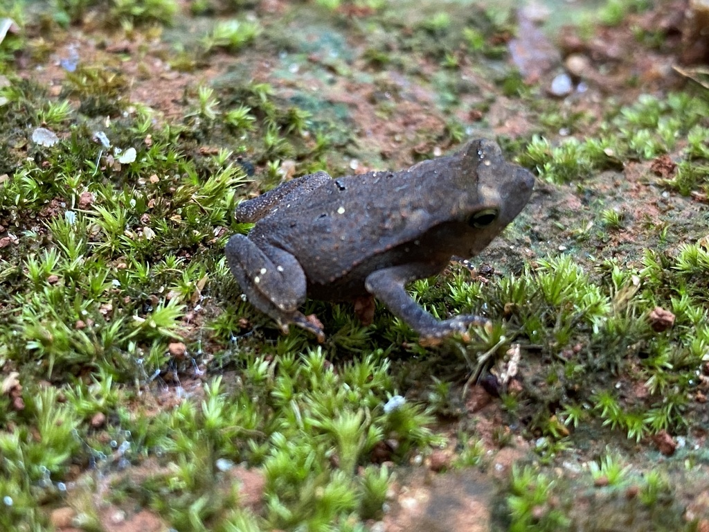 Magnusson's Toad