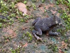 Rhinella magnussoni