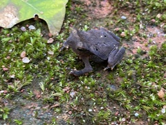Rhinella magnussoni