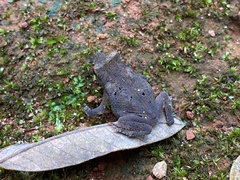 Rhinella magnussoni