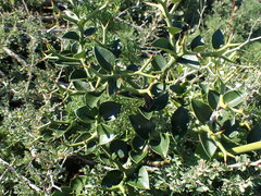 Carissa bispinosa