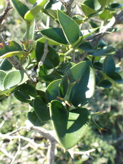 Carissa bispinosa