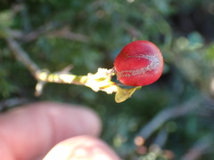 Carissa bispinosa