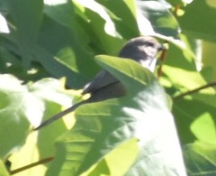 Psaltriparus minimus