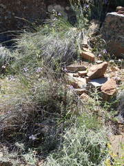 Moraea tripetala tripetala