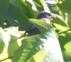 Psaltriparus minimus