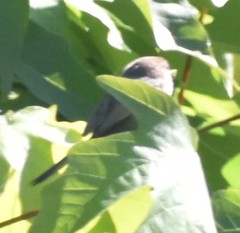 Psaltriparus minimus