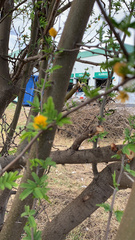 Vachellia farnesiana