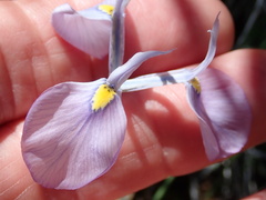 Moraea tripetala tripetala