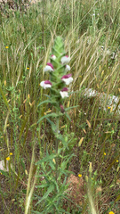 Vachellia farnesiana
