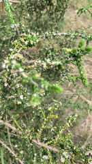 Vachellia farnesiana