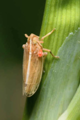 Stenocranus minutus