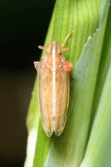 Stenocranus minutus