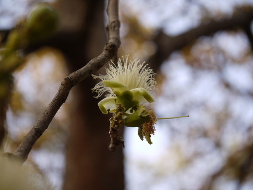 Slow match tree (Careya arborea)