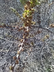 Hippophae rhamnoides