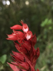 Stenorrhynchos albidomaculatum