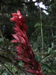 Stenorrhynchos albidomaculatum